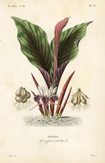 Ayurvedic: Blackhorm, Kaempferia rotunda