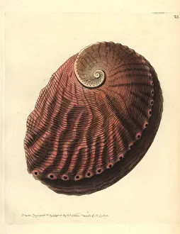 Leach: Blacklip abalone, Haliotis rubra