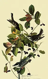 Warblers: Blackpoll Warblers