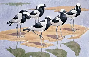 Plover: Blacksmith Plovers