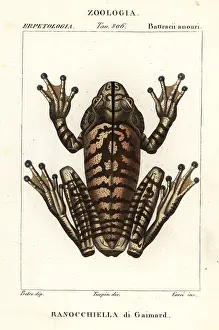 Pretre: Blacksmith tree frog, Hypsiboas faber