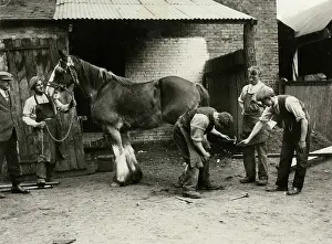 Blinkered: BLACKSMITHS/SHIRE HORSE