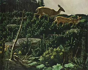 Sprung: Blacktail Deer