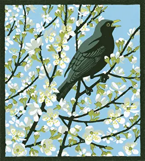 Merula: Blackthorn Blackbird