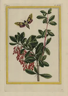 Spinosa: Blackthorn, Prunus spinosa, with sphinx moth