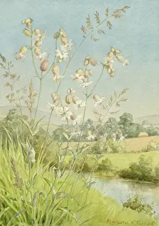 Campion: Bladder Campion