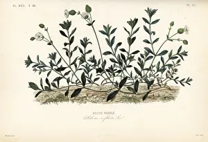 Medicale: Bladder campion, Silene vulgaris