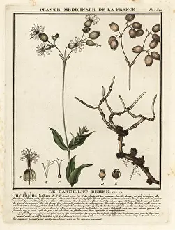 18th Century: Bladder campion, Silene vulgaris