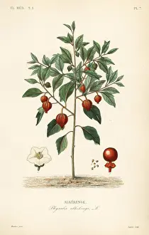 Physalis: Bladder cherry or Chinese lantern, Physalis alkekengi