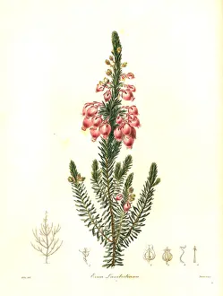 Lamberts: Bladder heath, Erica physodes