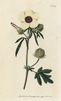 Sansom: Bladder hibiscus, Hibiscus trionum