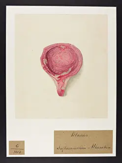 Ulceration: Bladder: Inflammation and Ulceration