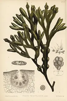 Fucus: Bladder wrack, Fucus vesiculosus