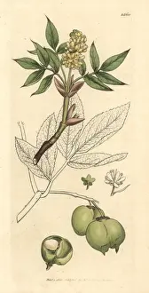 Pinnata: Bladdernut, Staphylea pinnata