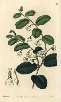 Diospyros: Bladdernut or wild coffee, Diospyros whyteana