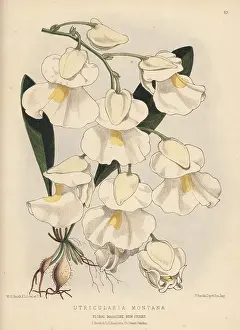 L. Reeve: Bladderwort, Utricularia alpina