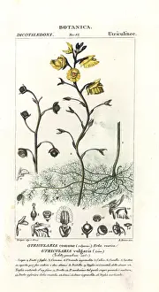Bozza: Bladderwort, Utricularia vulgaris