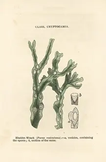 Dyers: Bladderwrack, Fucus vesiculosus