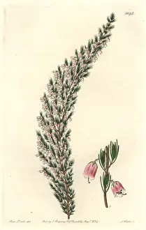 Inflata: Bladdery stachys, Stachys inflata