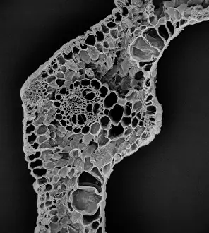 Digestion: Blade of grass from a cow
