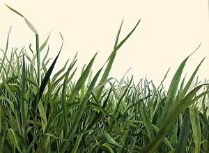 Countless: Blades of Grass