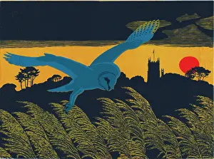 Blakeney Barn Owl