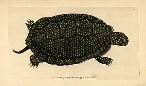 Blandings: Blanding's tortoise, Emydoidea blandingii Endangered