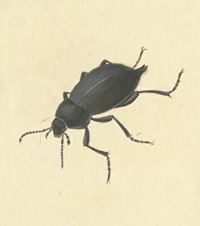Darkening: Blaps mucronata, cellar or churchyard beetle