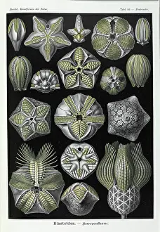 Stemmed: Blastoidea; extinct stemmed echinoderm