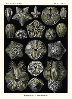 Glitsch: Blastoids or fossil extinct echinoderms