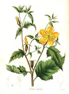 Maund: Blazing star, Mentzelia aspera