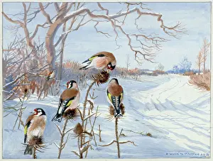 Pitchford: In the Bleak Mid-winter