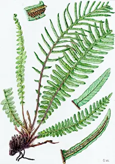 Whicker: Blechnum spicant