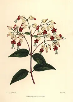 Ninian: Bleeding glory-bower, Clerodendrum thomsoniae