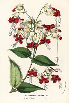 Clerodendron: Bleeding glory-bower, Clerodendrum thomsoniae