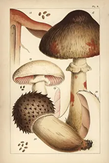 Mordecai: Bleeding mushroom and field mushrooms