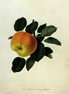 Domestica: Blenheim Orange Pippin Apple