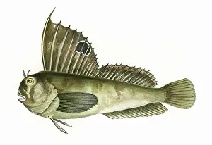 Blennius: Blennius ocellaris, or Butterfly Blenny