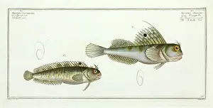 Ray Finned: Blennius ocellaris or the Butterfly fish