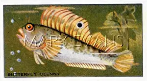 Blenny: BLENNY/FISH/CIG. CARD