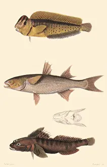 Mullet: A Blenny, Grey Mullet, and a Black Goby