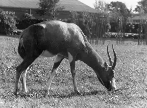 Antelopes: BLESBOK ANTELOPE