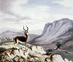 1836 1839: Blessbuck, 1836-1839