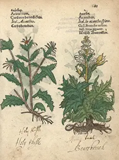 Acanthus: Blessed thistle, Carduus benedictus, and bear's