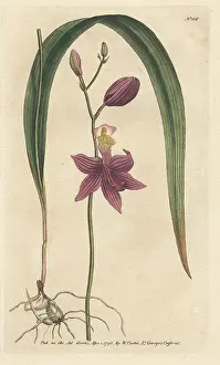 Bletia: Bletia purpurea orchid