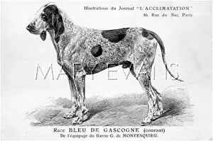 Gascogne: Bleu De Gascogne Dog