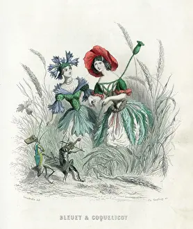 Cornflower: Bleuet Et Coquelicot