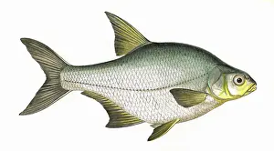 Bream: Blicca bjoerkna, or Silver Bream