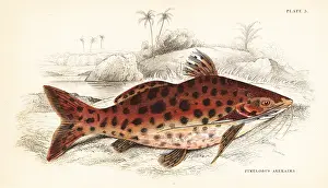 Schomburgk: Bloch's pim, Pimelodus blochii