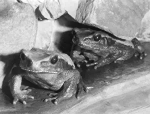 Toads: BLOMBERG'S TOADS